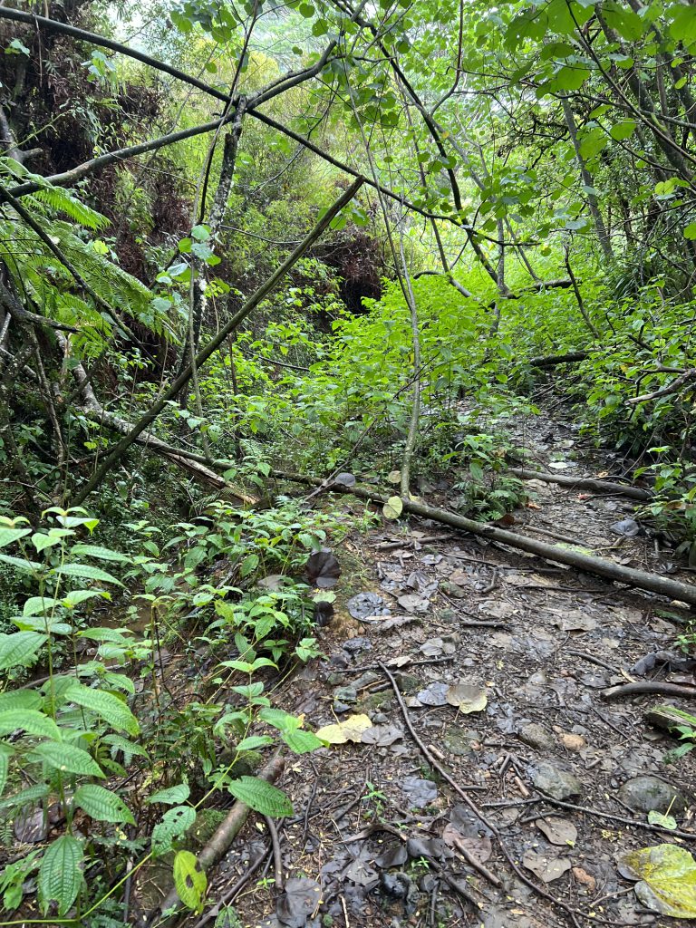 This is tunnel that provides the wai for the Ditchman's House / swimming hole. The feint at heart / akamai use the mauka pali.